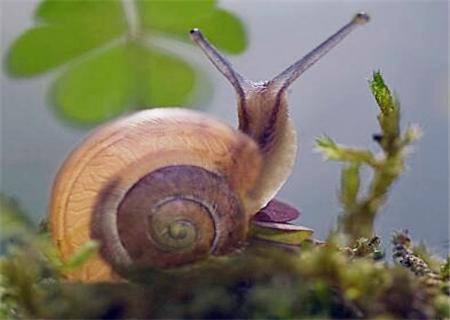 蜗牛喜欢吃什么（蜗牛养殖要点）