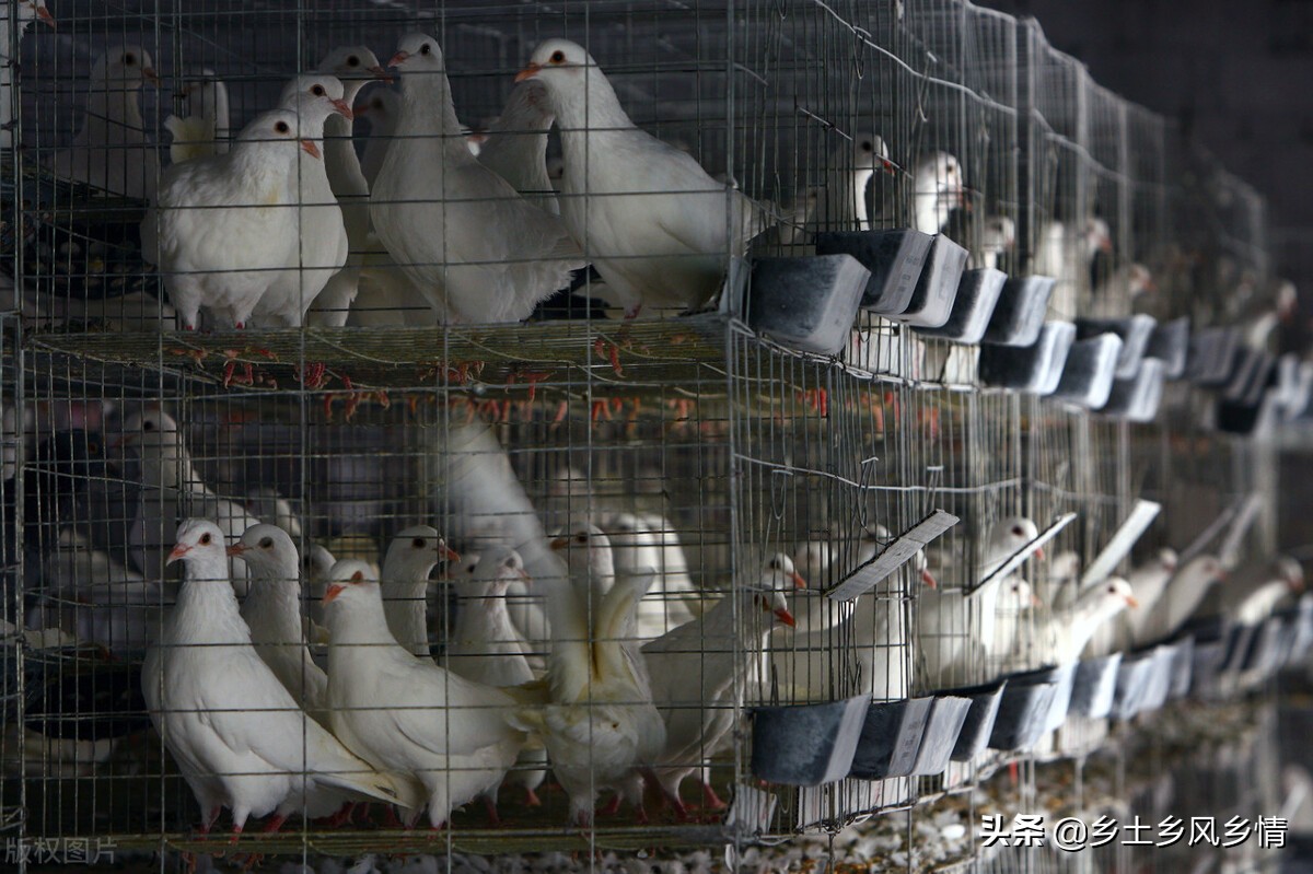 肉鸽养殖成本与利润，算算养100对种鸽能赚多少钱
