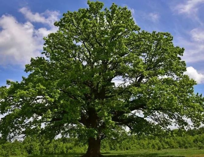 你知道最贵的绿化树要多少钱嘛？来看看十大最贵绿化树