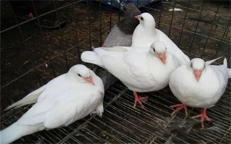 鸡舍搭建方易游娱乐城- YY易游体育官方网站- 易游体育APP法