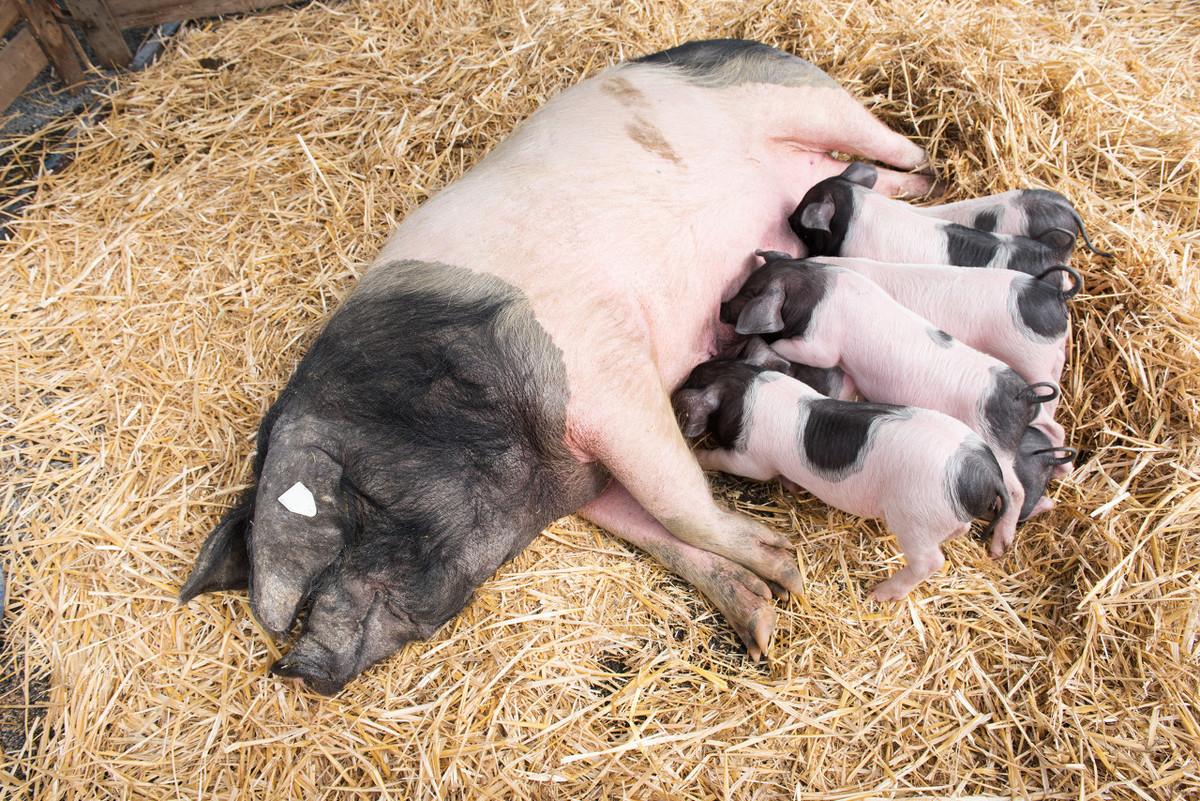 养10头母猪一年的利润（母猪养殖投资及成本分析）