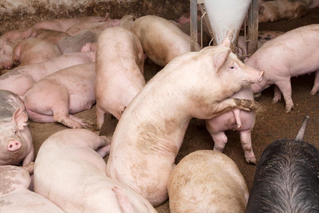 养10头母猪一年的利润（母猪养殖投资及成本分析）