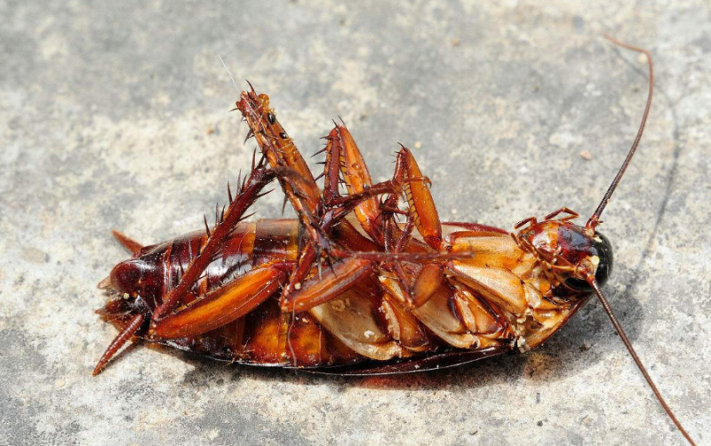 蟑螂吃什么（俗称“偷油婆”）
