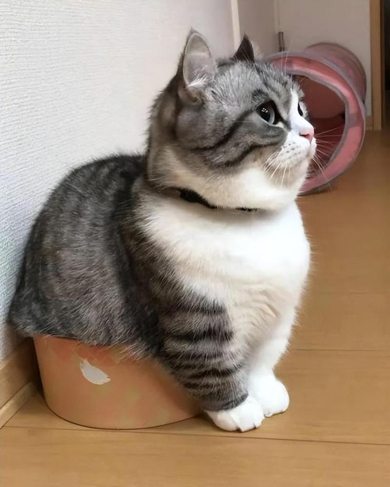 矮脚猫为什么不建议买（它的缺点不是人人都能接受的）