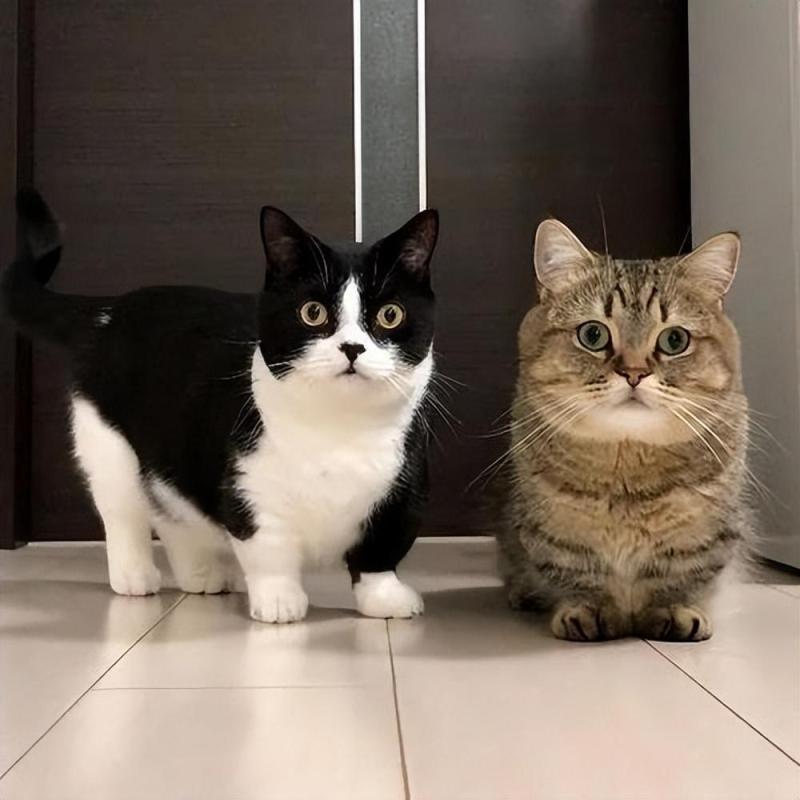 矮脚猫为什么不建议买（它的缺点不是人人都能接受的）