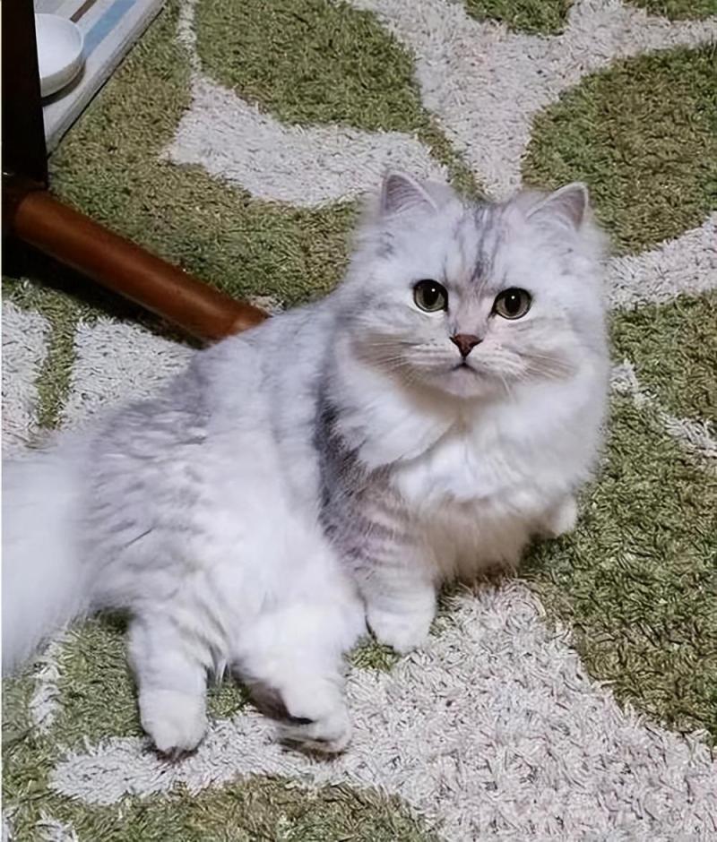 矮脚猫为什么不建议买（它的缺点不是人人都能接受的）