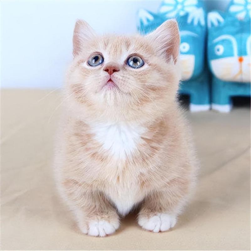 矮脚猫为什么不建议买（它的缺点不是人人都能接受的）