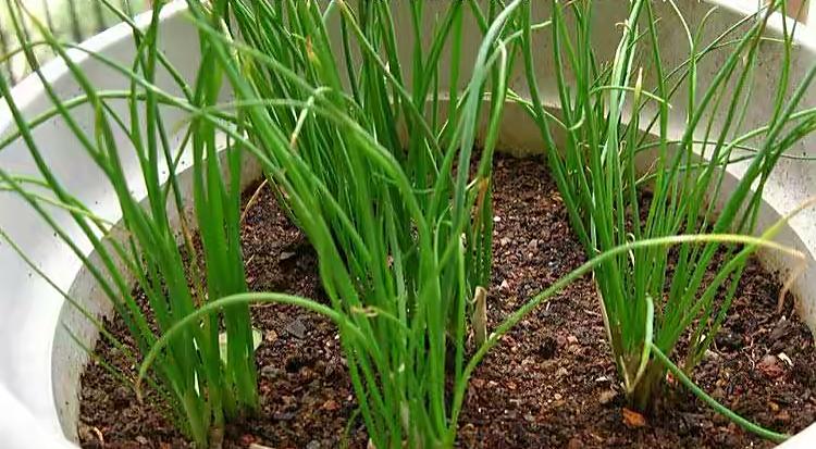 香蔥怎麼種植(小香蔥蔥頭及種子種植最簡單方法)