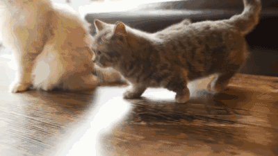 矮脚猫为什么不建议买（它的缺点不是人人都能接受的）