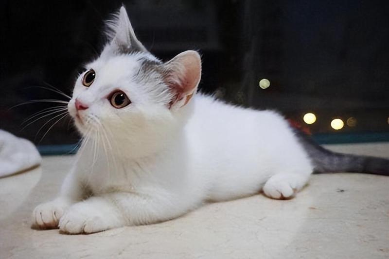 矮脚猫为什么不建议买（它的缺点不是人人都能接受的）