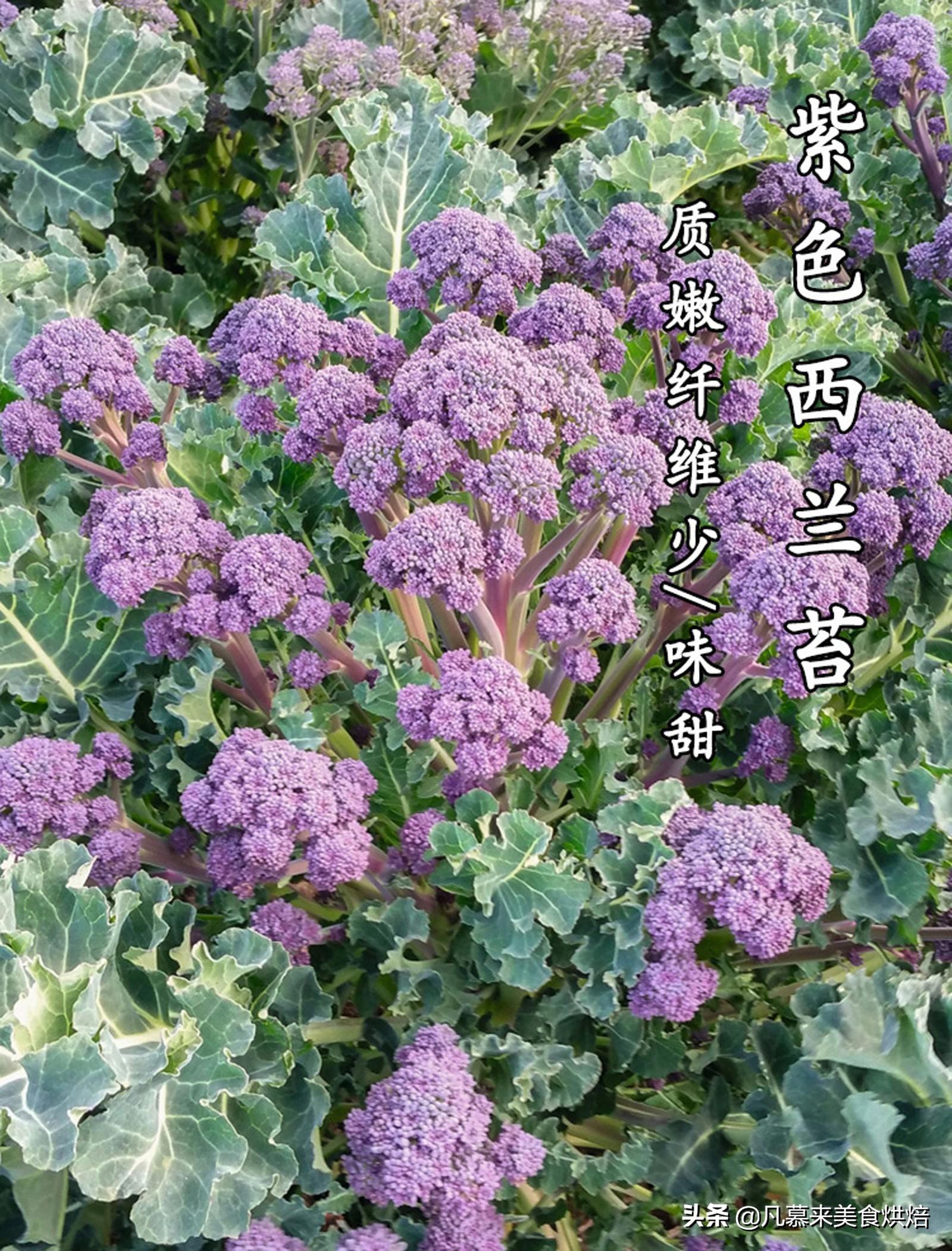 紫色的蔬菜有哪些（35种紫色蔬菜图片及名称大全）